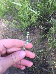 Chenopodium leptophyllum