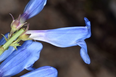 Penstemon longiflorus