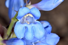 Penstemon longiflorus