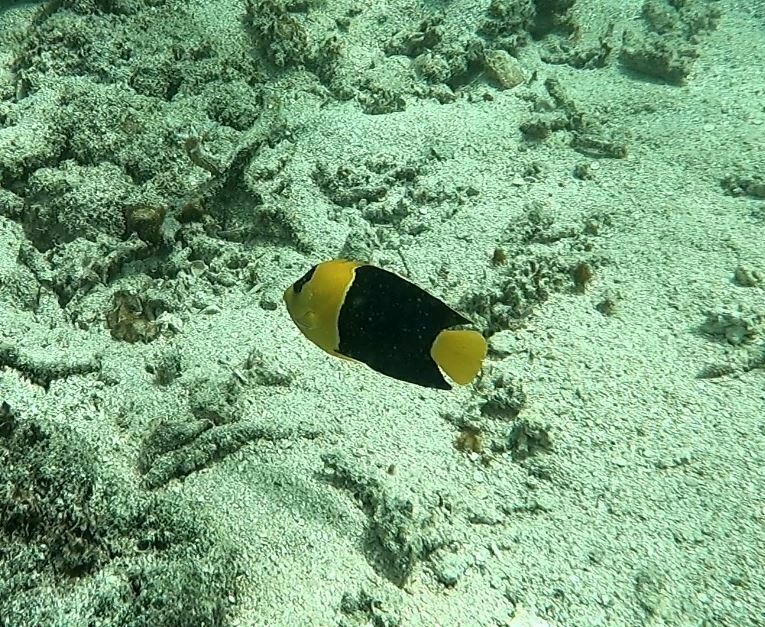 Bicolor angelfish