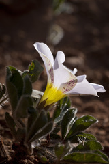 Oxalis adspersa