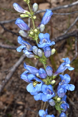 Penstemon longiflorus