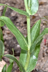 Penstemon longiflorus