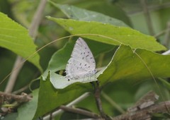 Pseudolycaena damo