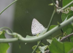 Pseudolycaena damo