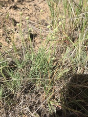 Erigeron linearis