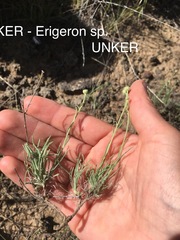 Erigeron linearis