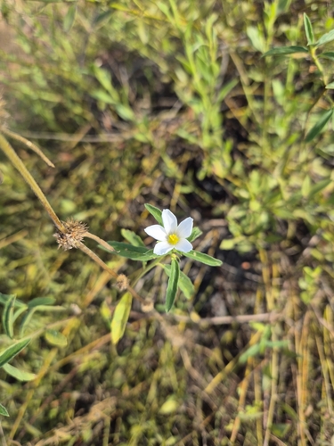 Turnera coerulea, photograph 6