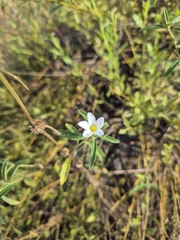 Turnera coerulea, photograph Christoph Moning, CC BY, iNaturalist via GBIF