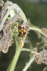 Oplomus mundus