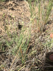 Erigeron linearis