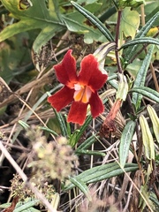 Diplacus longiflorus