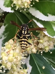 Polistes dominula