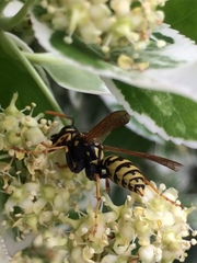 Polistes dominula