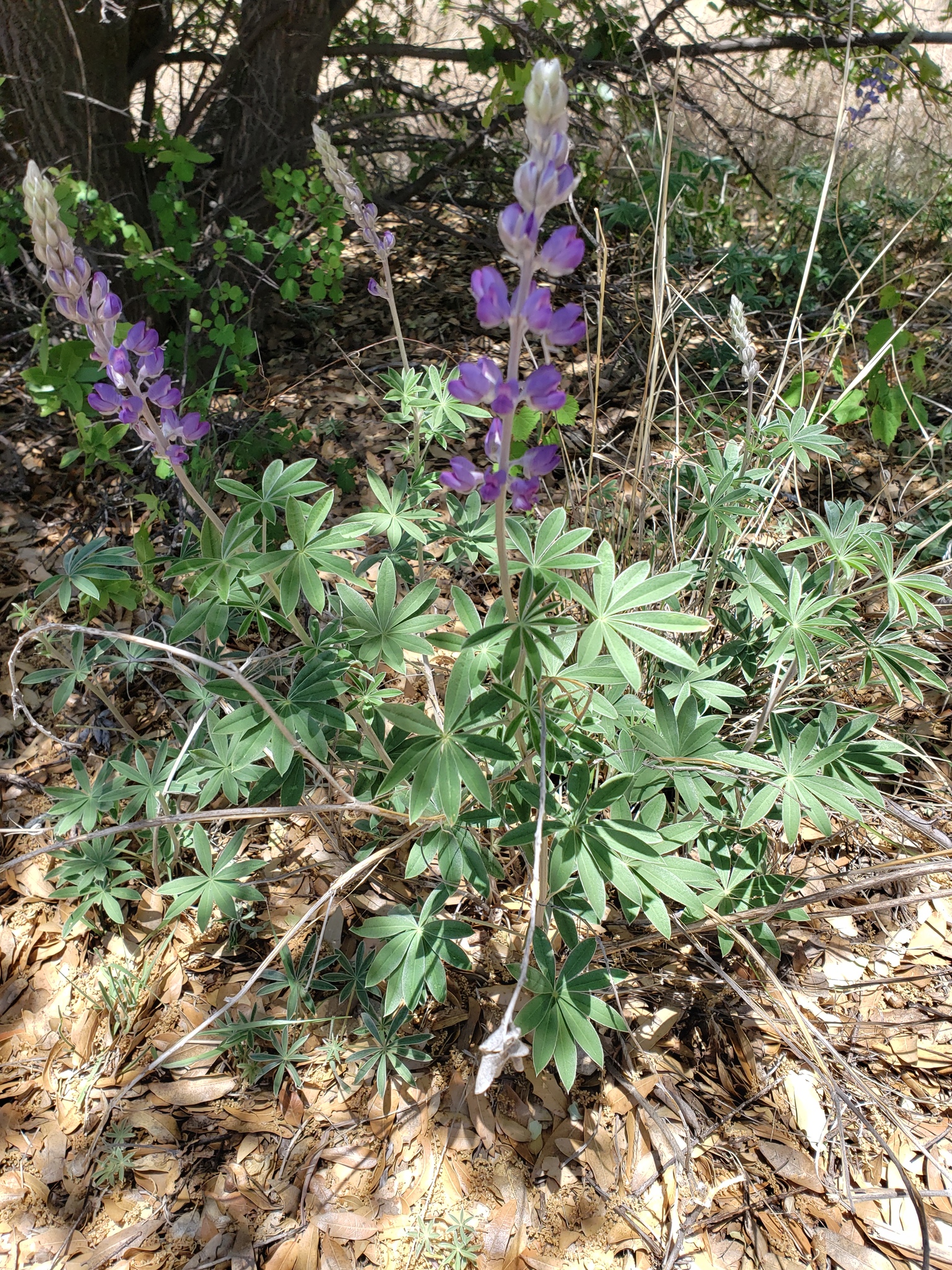 Lupinus lemmonii · iNaturalist