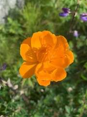 Trollius