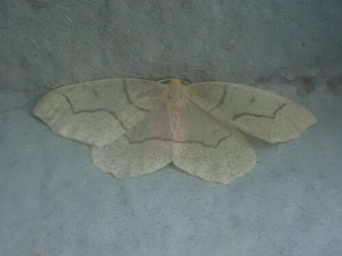 Hemlock Looper Moth photo 5