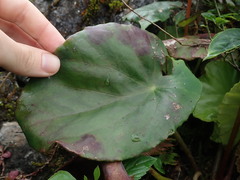 Begoniaceae