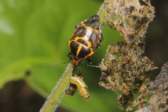 Oplomus mundus