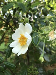 Rosa sempervirens