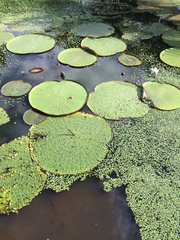 Victoria amazonica
