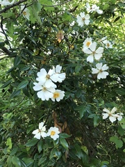 Rosa sempervirens