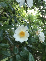 Rosa sempervirens