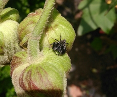 Paraphidippus aurantius