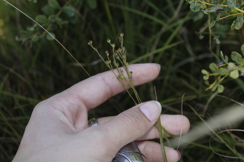 Image of Linum intercursum by (c) Alex Karasoulos, some rights reserved (CC BY)