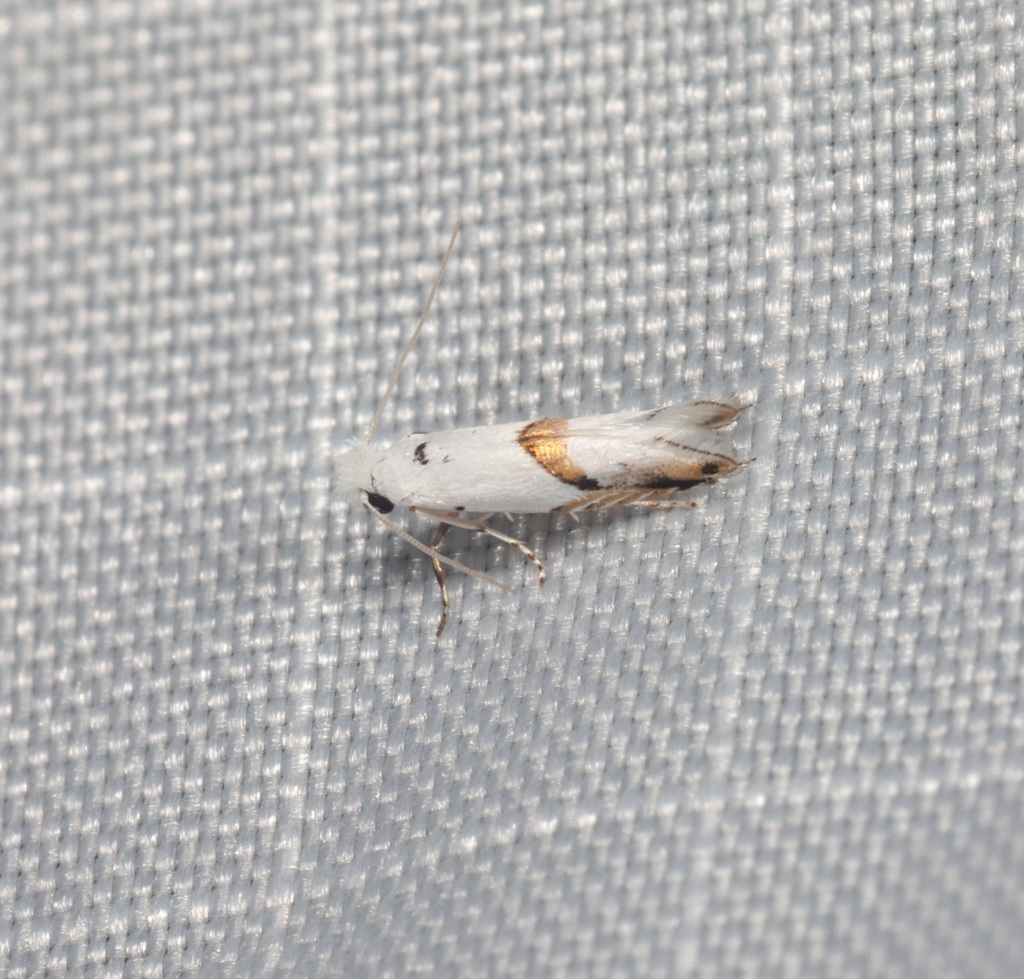 Anthonympha ligulacea