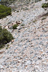 Eriogonum soredium