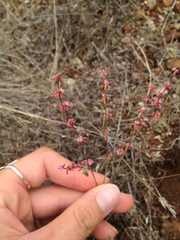Eriogonum vimineum