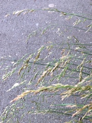 Poaceae