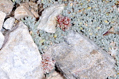 Eriogonum soredium