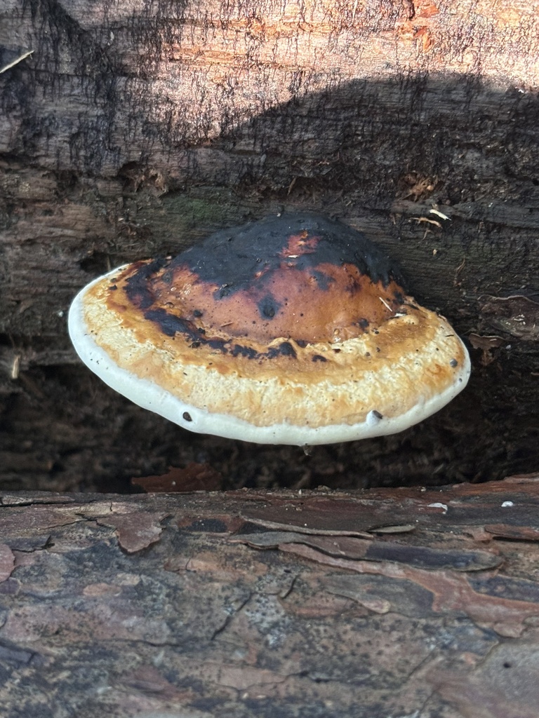 Fomitopsis pinicola · September 2024 · photo: © networkentity (iNaturalist, cc-by)