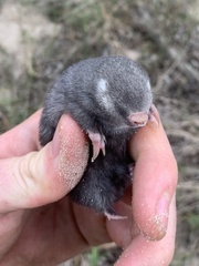 Cape Golden Mole photo 3