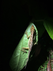 Anolis trachyderma
