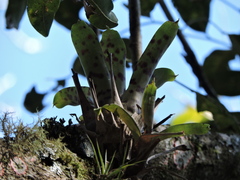 Vriesea guttata, photograph (c) Fabrício Mil Homens Riella, some rights reserved (CC BY)