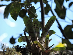 Vriesea guttata, photograph (c) Fabrício Mil Homens Riella, some rights reserved (CC BY)