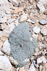 Eriogonum soredium