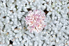 Eriogonum soredium