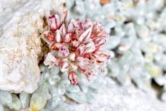 Eriogonum soredium
