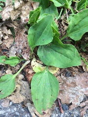 Plantago major