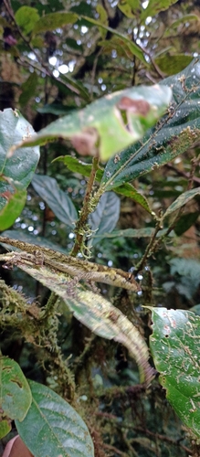 Wood's Anole, Anolis woodi