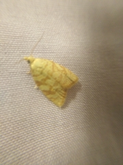 Aleimma loeflingiana