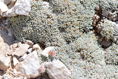 Eriogonum soredium