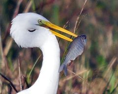Prochilodus lineatus