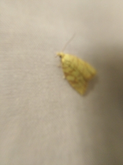 Aleimma loeflingiana