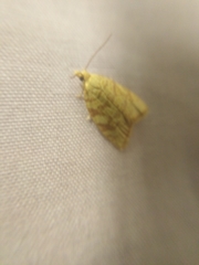 Aleimma loeflingiana