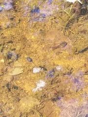Lithobates sylvaticus